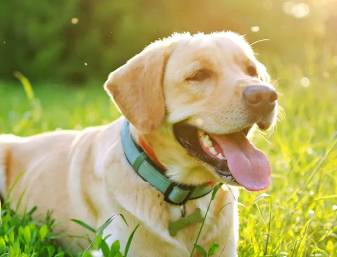 Dog in grassy field with smile and tongue out